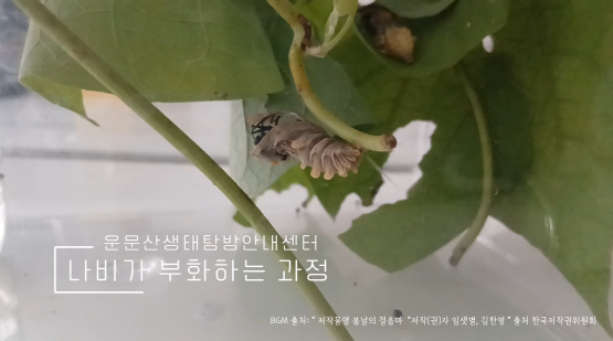 1.사향제비나비 우화하는 모습